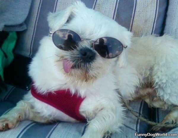 Cool Funny Dog