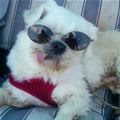 Cool Funny Dog
