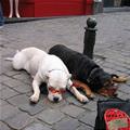 Cool Glasses Dogs