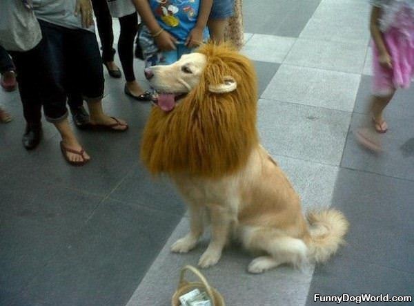 Cool Lion