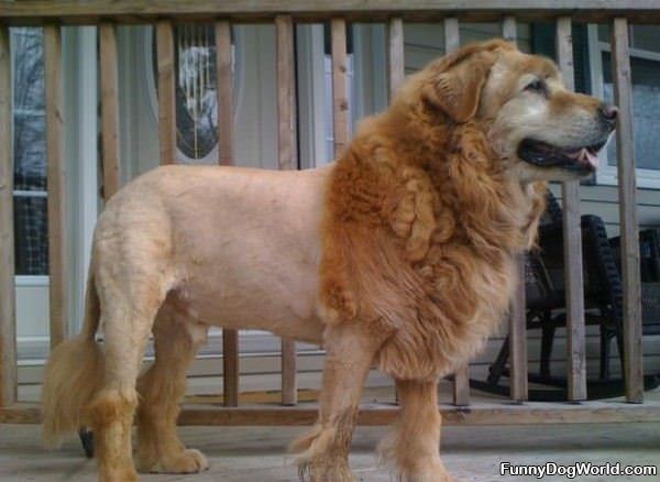 Cool Lion Dog