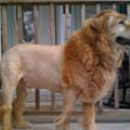 funny dog 5