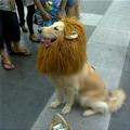 Cool Lion