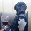 funny dog 4