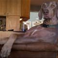 Cool Relaxed Dog