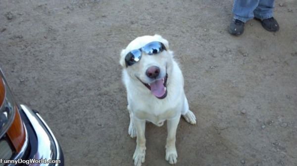 Cool Shades Dog