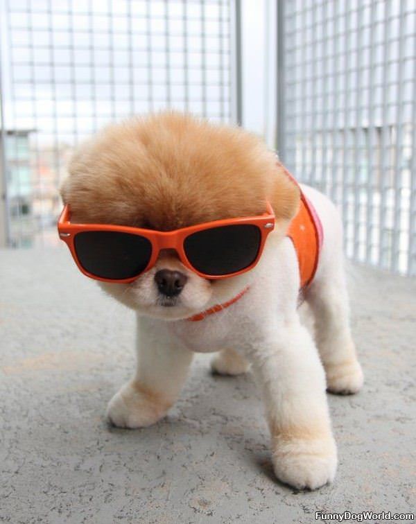 Cool Sun Glasses