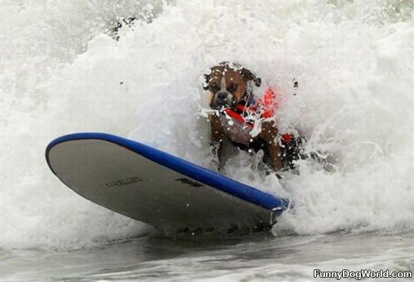 Cool Surfer Dog