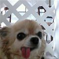 Cool Tongue