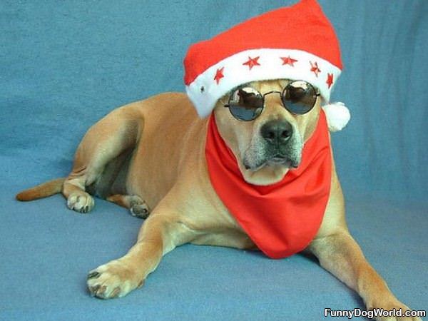 Cool Xmas Dog