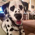 Coolest Looking Dog