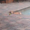 funny dog 5
