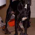funny dog 5