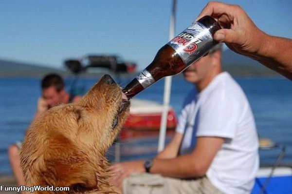 Coors Light Dog