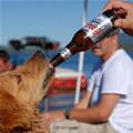 Coors Light Dog