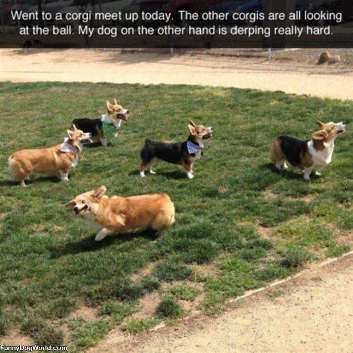 Corgi Meetup