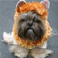 Costume