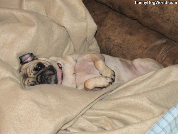 Cozy Pug