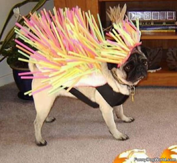 Crazy Costume Pug