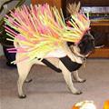 funny dog 4
