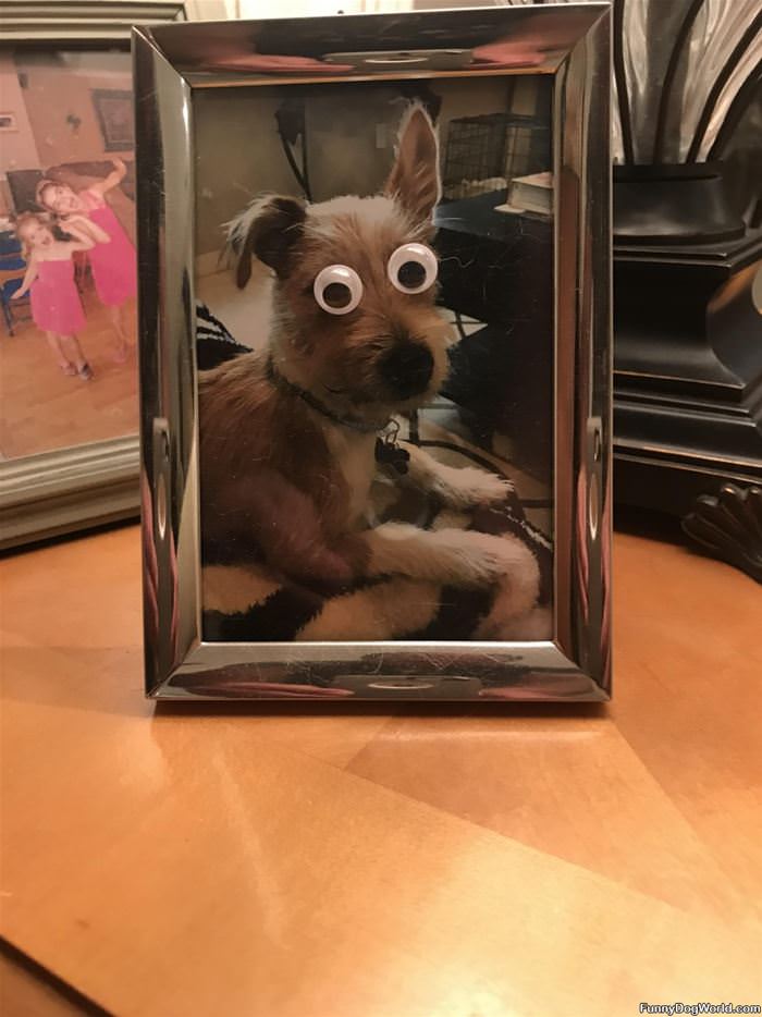 Crazy Eyes Dog