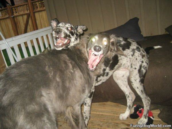 Crazy Eyes Dogs