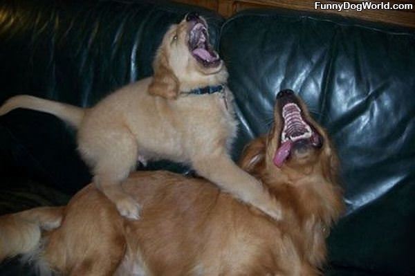 Crazy Fun Dogs