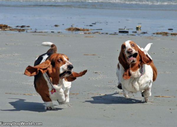 Crazy Running Dogs