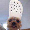 funny dog 3