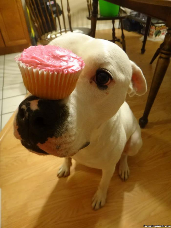 Cupcake Balancer