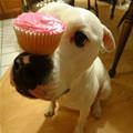 Cupcake Balancer