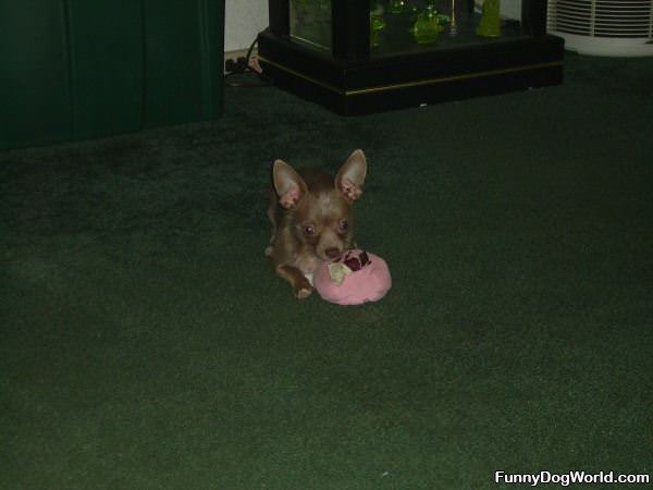 Cupcake Has Some Big Ears