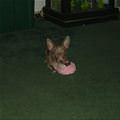 Cupcake Has Some Big Ears