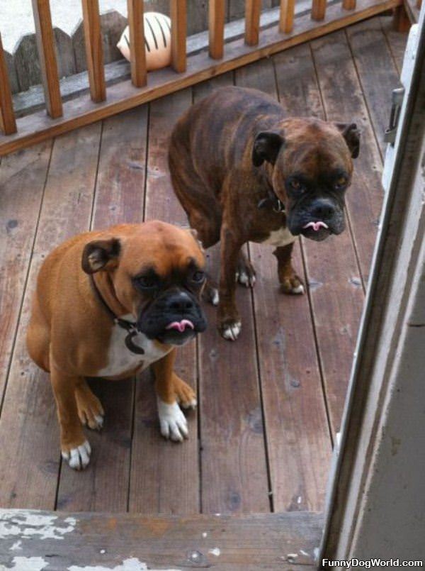 Curly Tongues