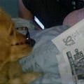 Current Events Dog