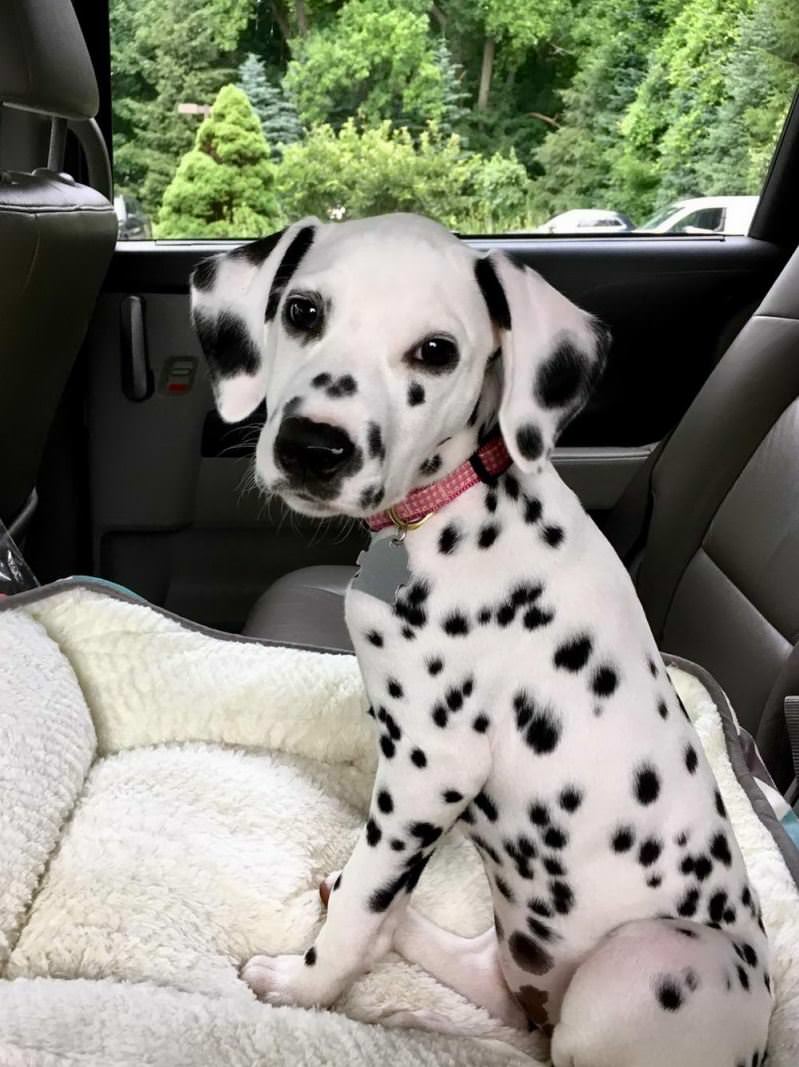 Cute Dalmation