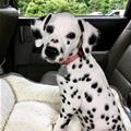 Cute Dalmation