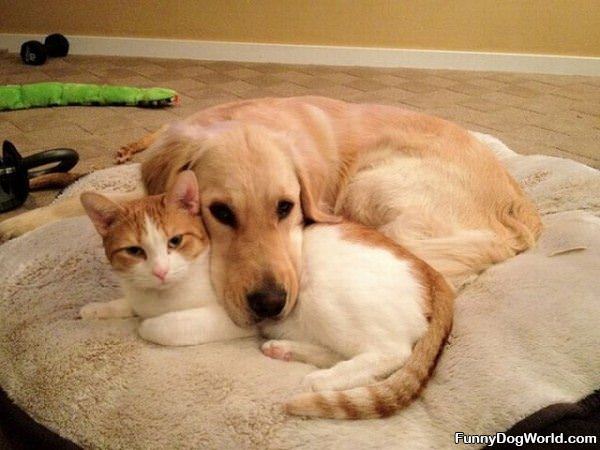 Cute Dog And Cat Buddies