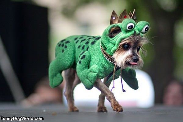 Cute Dog Costume