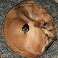Cute Dogs Are Cute