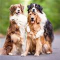funny dog 4