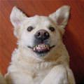 funny dog 4