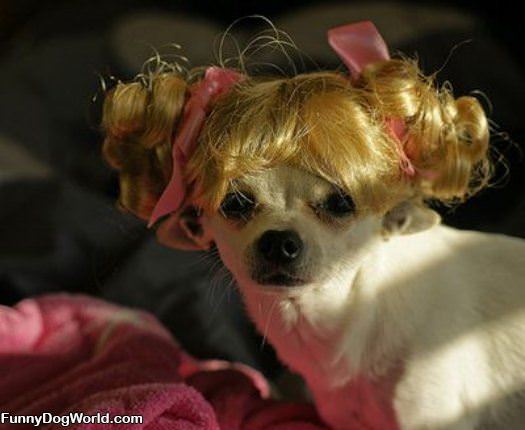 Cute Hair Dog