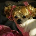 Cute Hair Dog
