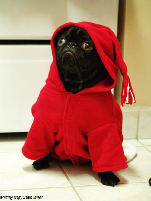 Cute Hoody Pug