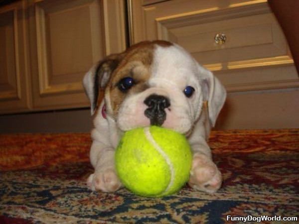 Cute Little Puppy And Ball