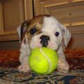 Cute Little Puppy And Ball