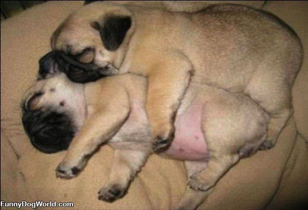 Cute Pugs Sleeping