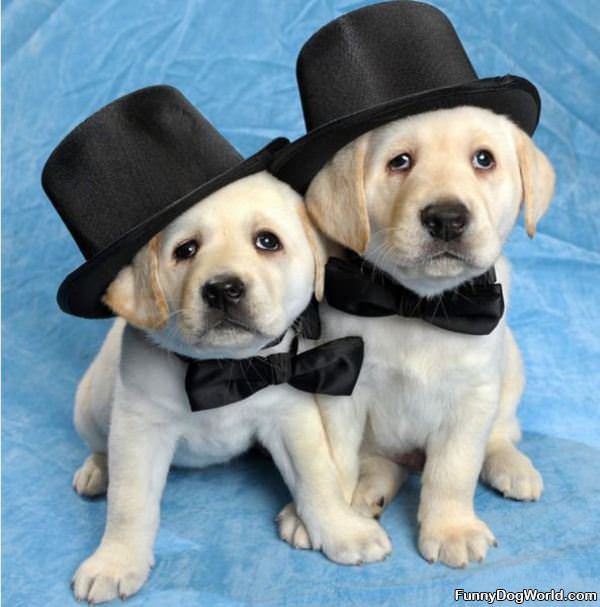 Cute Puppies In Tophats