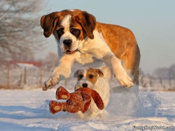 Cute Puppies Playing